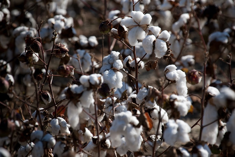 cotton farm