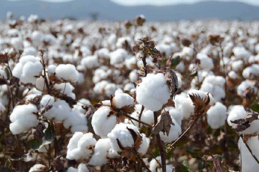 Cotton