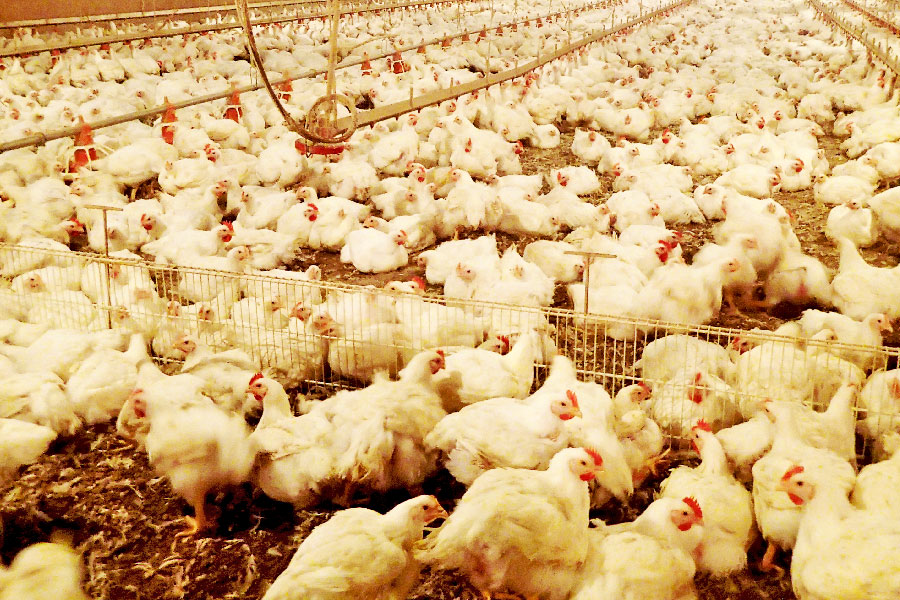 From farm to fork: The fight against antibiotic resistance in poultry