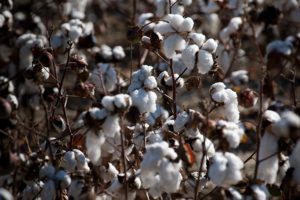 cotton farm