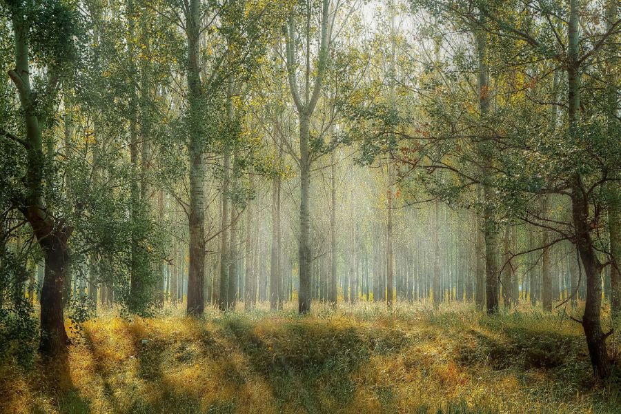 deforestation pixabay