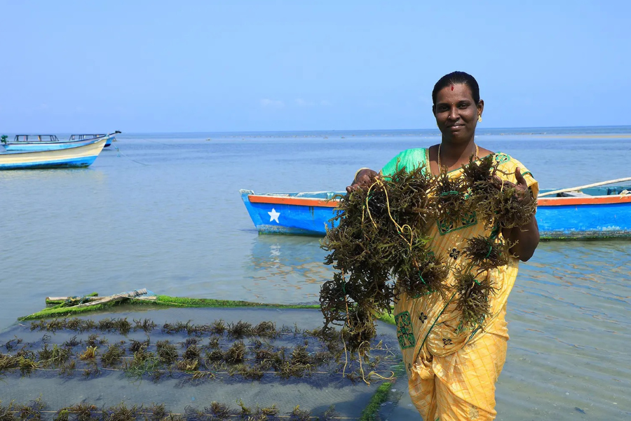 seaweed- global seafood alliance