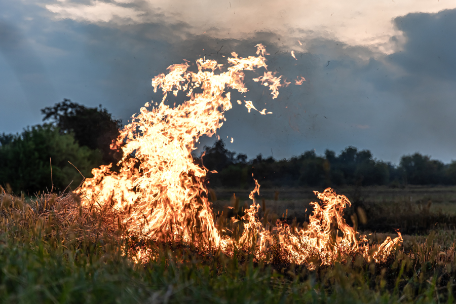 stubble burning_TPCI_freepik